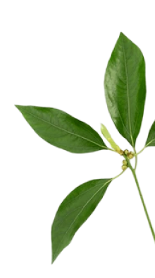 Intensive Camphor Oil